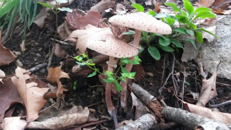 Macrolepiota clelandii (the Australian Parasol mushroom)