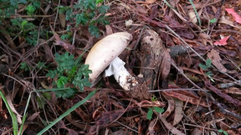 Agaricus augustus