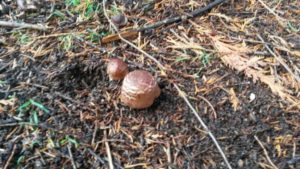 Agaricus 'Vic Red Stainer'