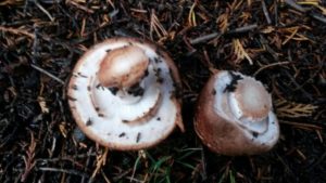 Agaricus 'Vic Red Stainer'