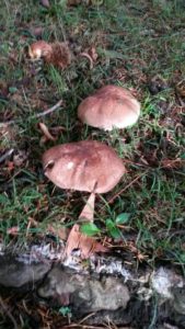 Agaricus 'Vic Red Stainer'