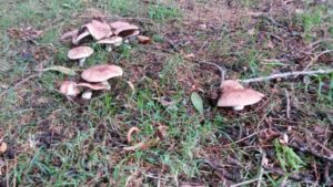 Agaricus 'Vic Red Stainer'