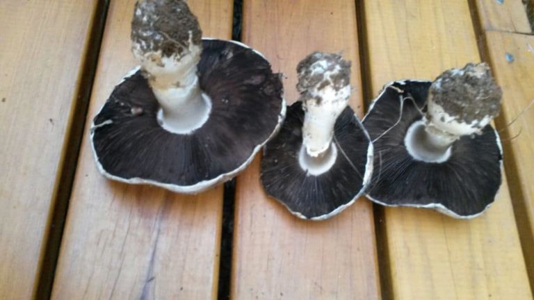 Agaricus ‘mini-arvensis’ – JF495061