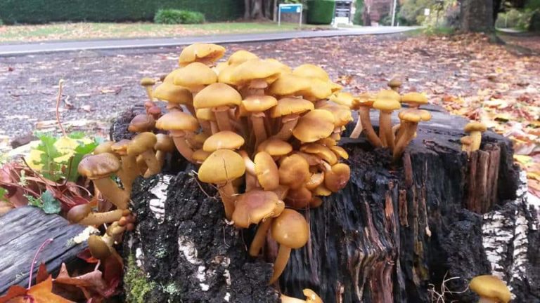Armillaria luteobubalina – the Australian Honey Mushroom