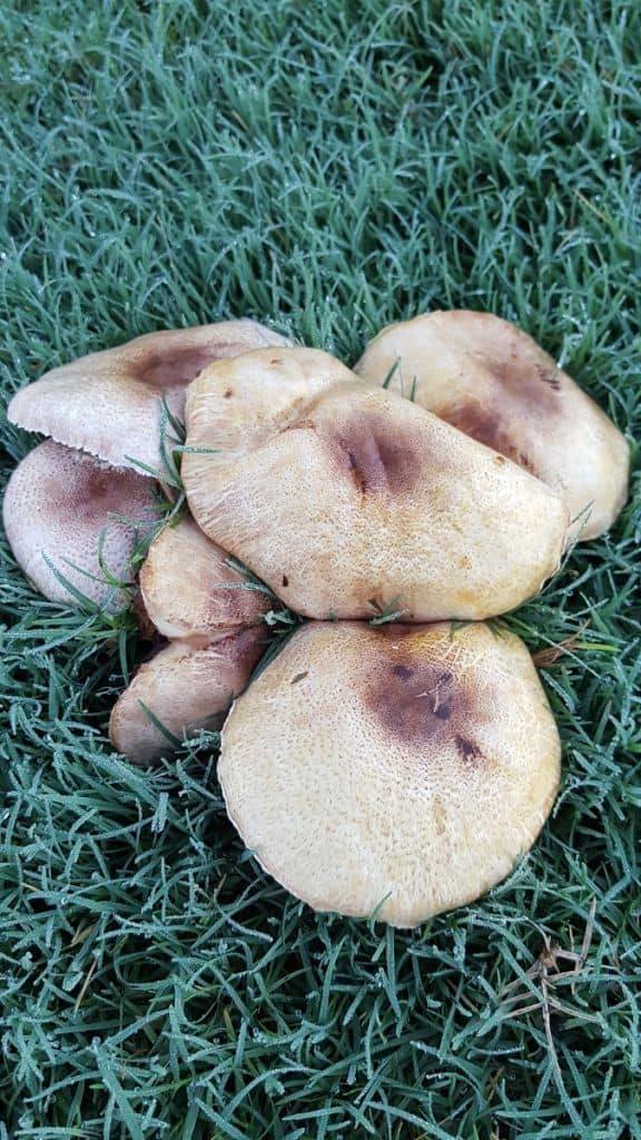 Agaricus subrufescens - a common almond-smelling species