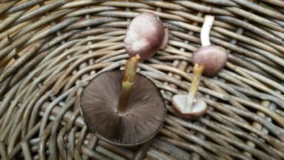 Agaricus 'marzipan' - the almondy agaricus (JF495057) - updated!