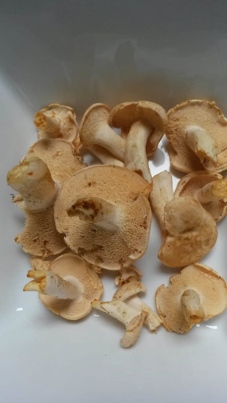 Hydnum species – Wood Hedgehogs