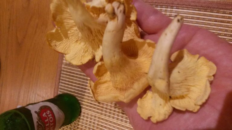 FNQ native Australian chanterelle – updated