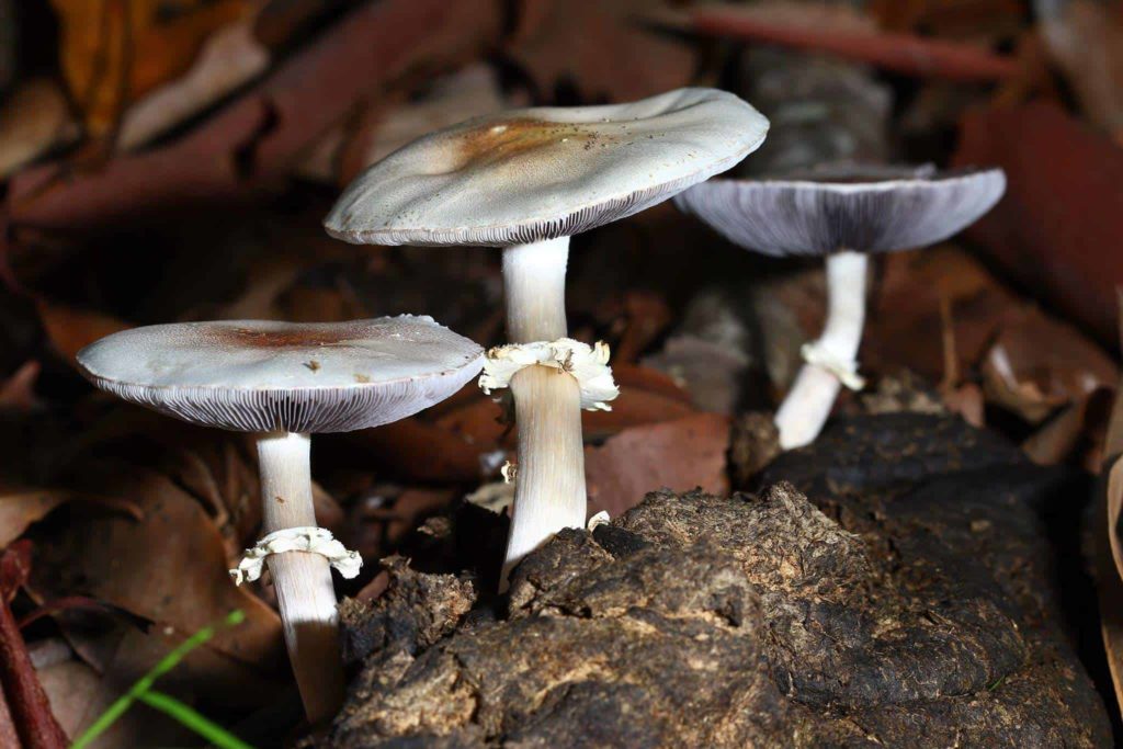 The White 'King Stropharia' - Stropharia atroferruginea?