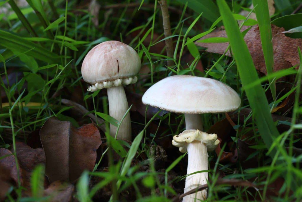 The White 'King Stropharia' - Stropharia atroferruginea?