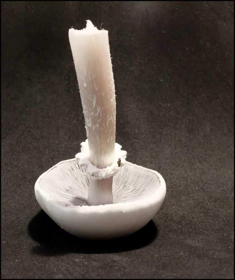 The White ‘King Stropharia’ – Stropharia atroferruginea?