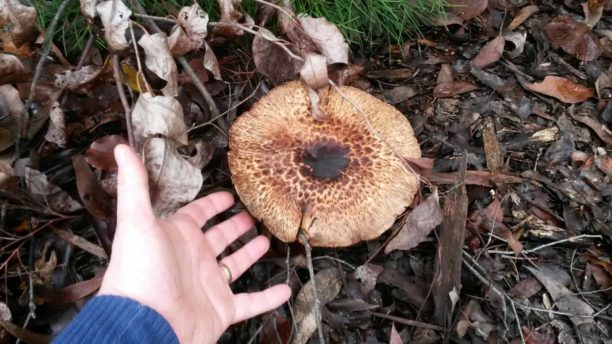 Agaricus 'No Stain Pine forest' - JF495040