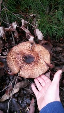 Agaricus 'No Stain Pine forest' - JF495040