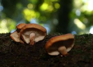 Lentinula lateritia - the Australian native Shiitake