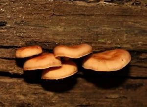 Lentinula lateritia - the Australian native Shiitake