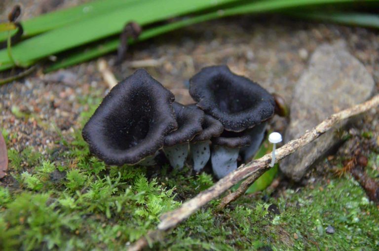 Jonas finds the Black Trumpet