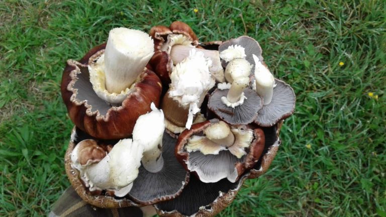 February King Stropharia mayhem!!