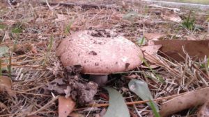 Agaricus 'Vic Red Stainer'