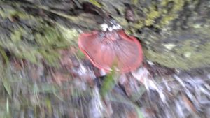 Beef steak fungus - Fistulina hepatica