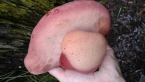 Beef steak fungus - Fistulina hepatica