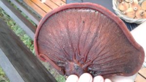 Beef steak fungus - Fistulina hepatica