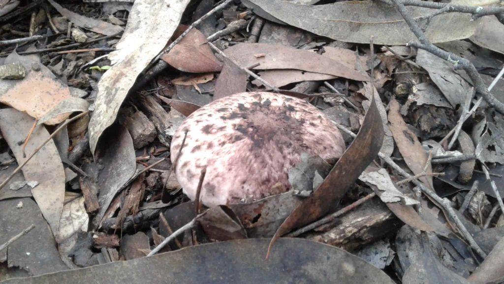 Agaricus 'No Stain Pine forest' - JF495040