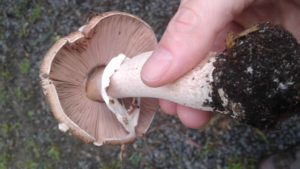 Agaricus 'Vic Red Stainer'