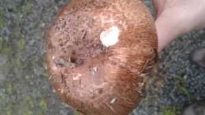 Agaricus 'Vic Red Stainer'