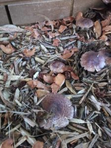 Agaricus 'Vic Red Stainer'