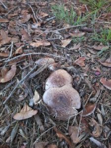 Agaricus 'Vic Red Stainer'