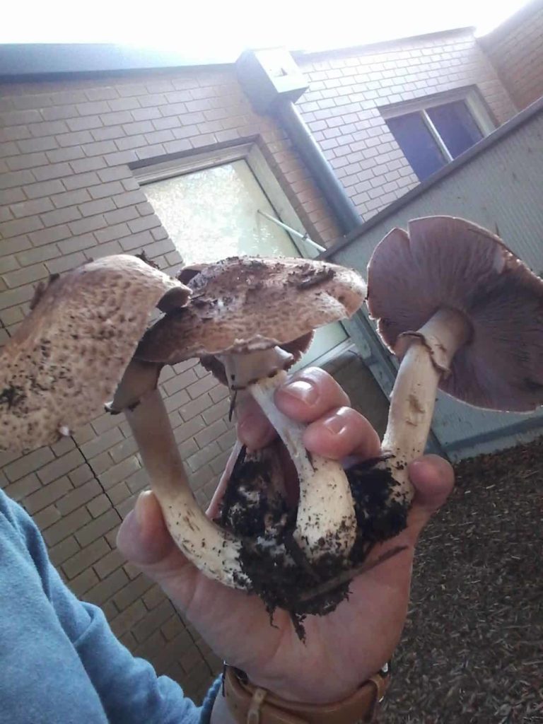 Agaricus ‘Vic Red Stainer’