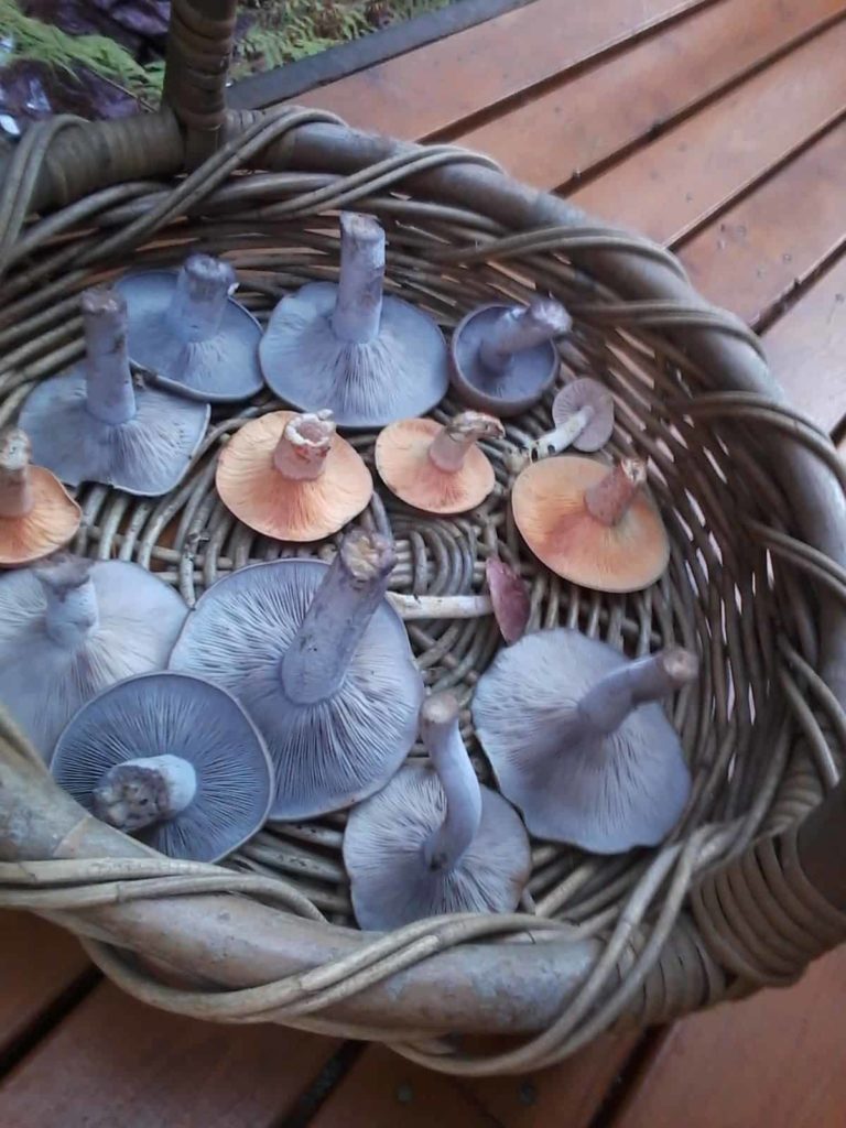 The colours of autumn and winter 2018