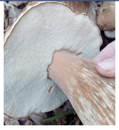 Boletus edulis - Porcini - 100% confirmed in the Dandenong Ranges