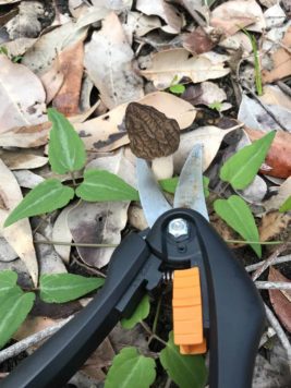 Australian Morchella Species - new article / updated