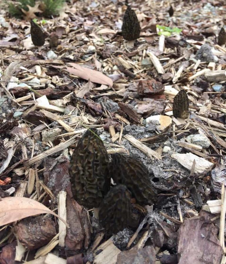Australian Morchella Species – new article / updated