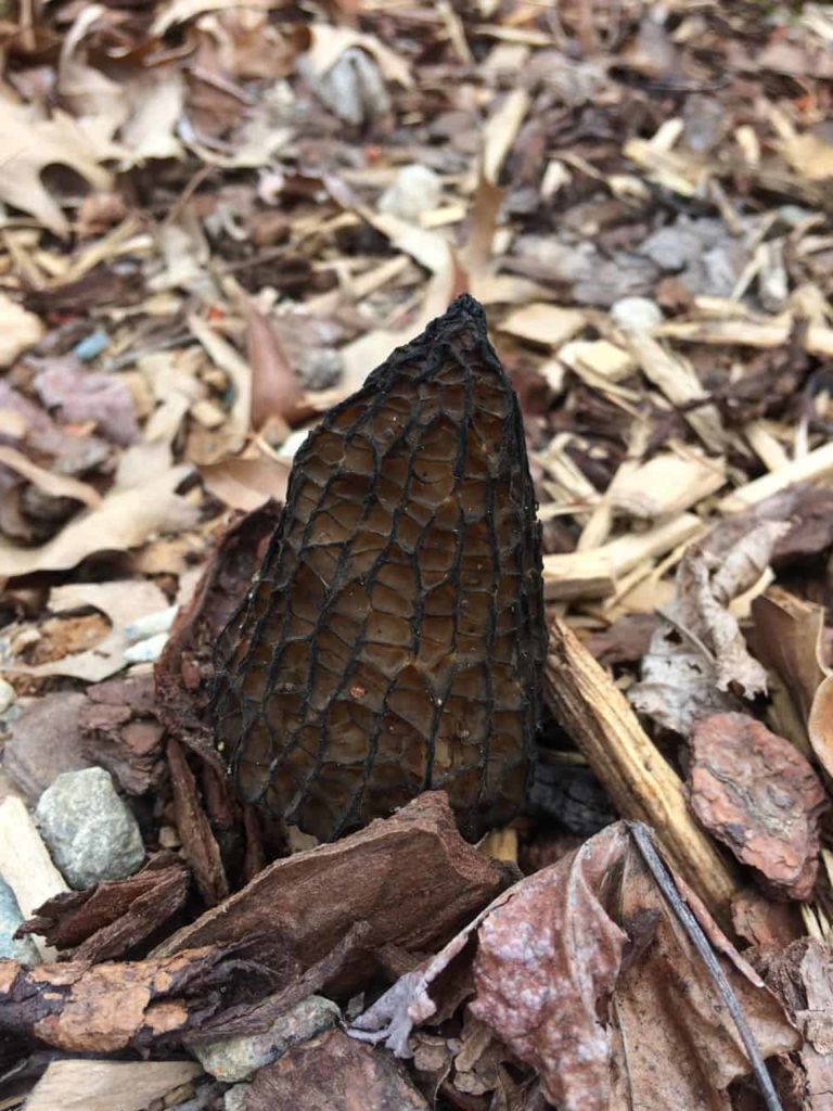 Suburban Black Morel find – Morchella importuna