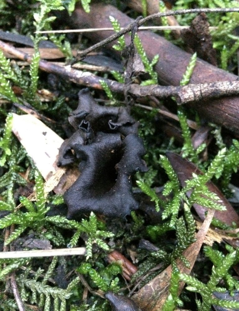 Australian Craterellus species – Black Trumpet