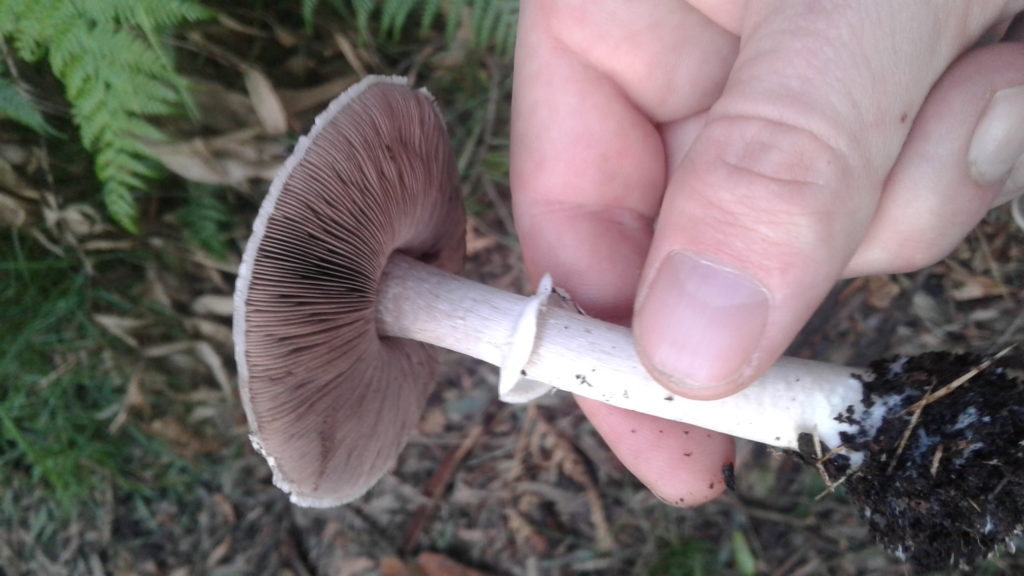 Agaricus 'aniseedy' - an edible member of xanthodermatei?