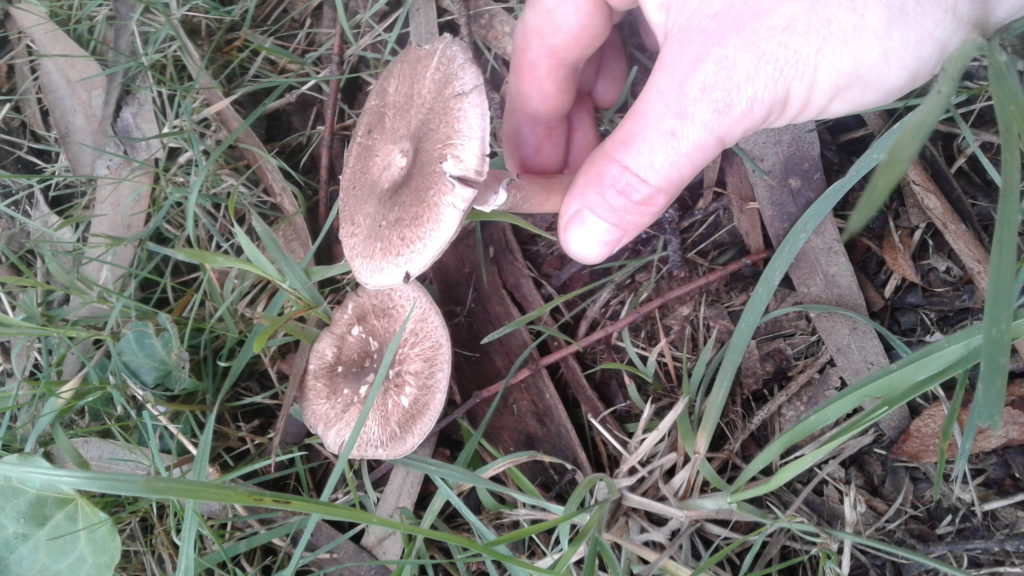 Agaricus 'aniseedy' - an edible member of xanthodermatei?