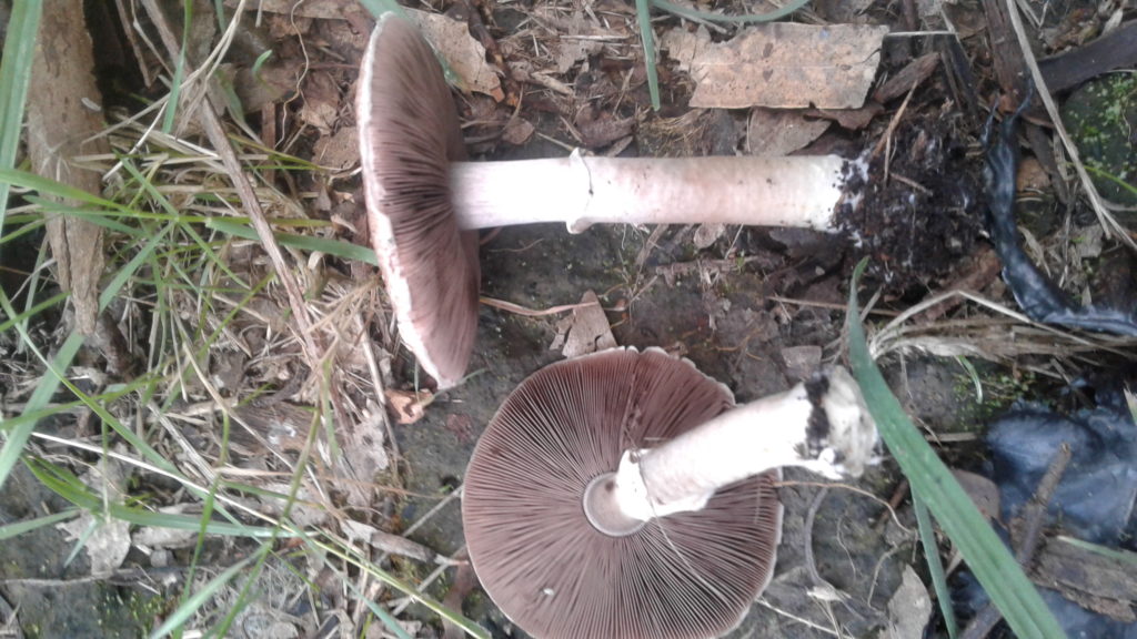 Agaricus 'aniseedy' - an edible member of xanthodermatei?