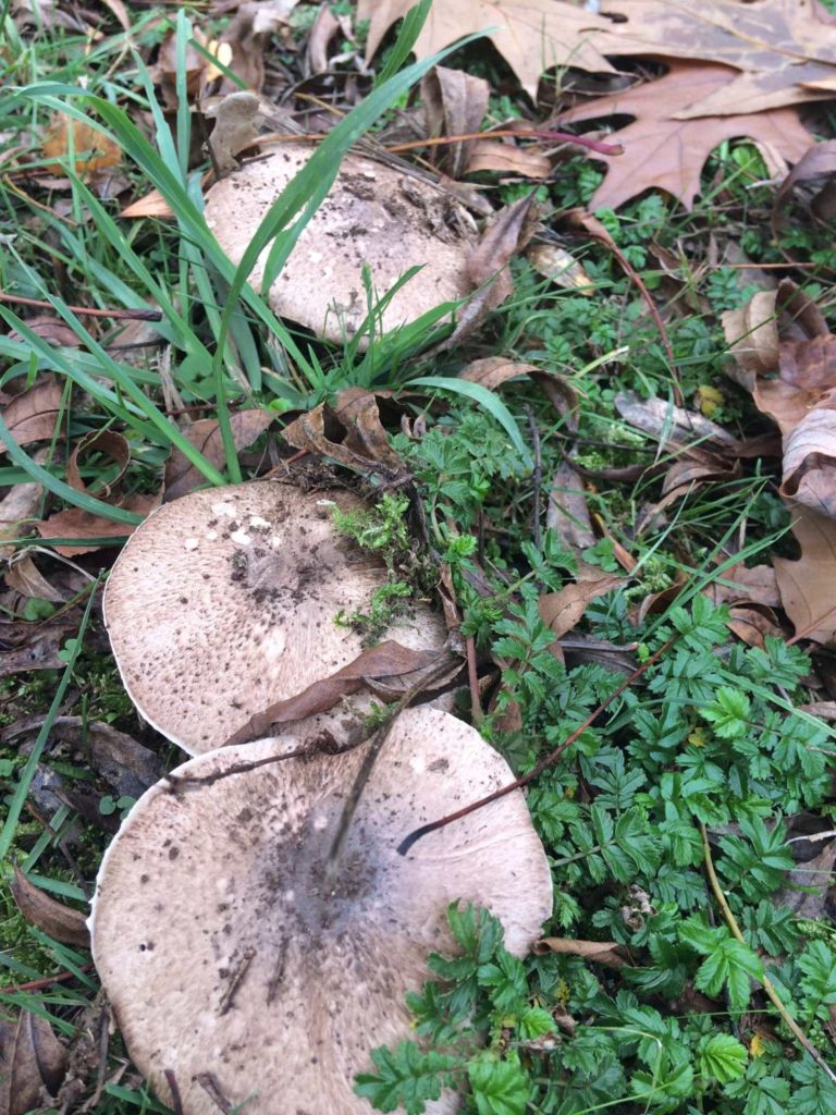 Agaricus 'aniseedy' - an edible member of xanthodermatei?