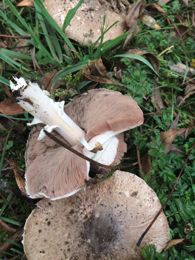 Agaricus 'aniseedy' - an edible member of xanthodermatei?