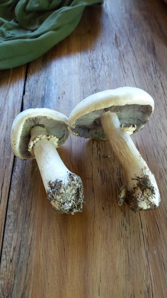 The White 'King Stropharia' - Stropharia atroferruginea?