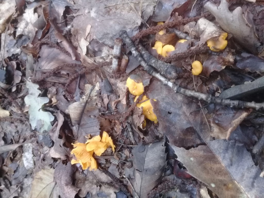 New chanterelle species found in the Dandenongs! - Updated!