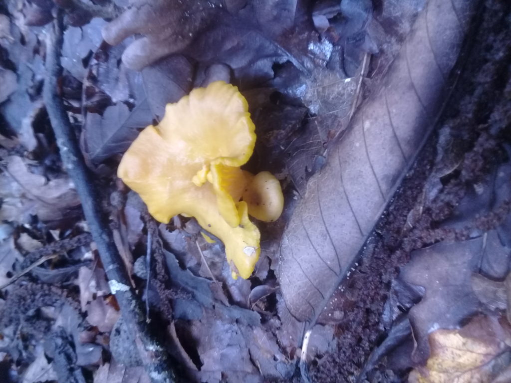 New chanterelle species found in the Dandenongs! - Updated!