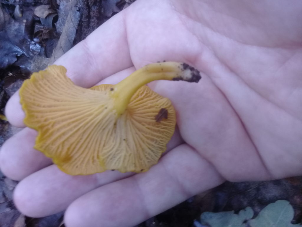 New chanterelle species found in the Dandenongs! - Updated!