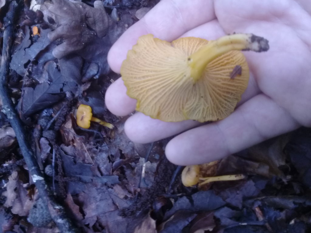 New chanterelle species found in the Dandenongs! - Updated!