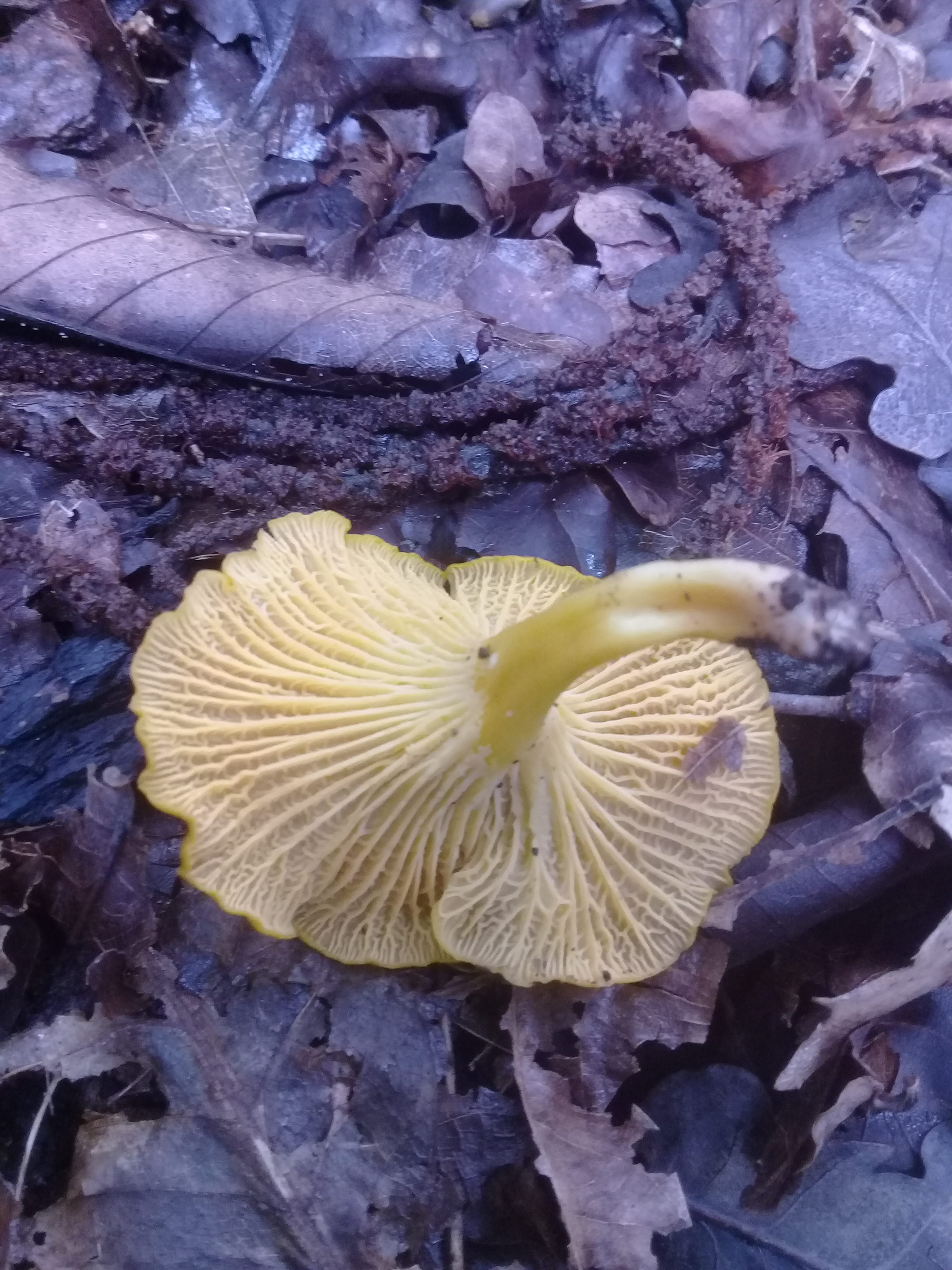 New chanterelle species found in the Dandenongs! - Updated!