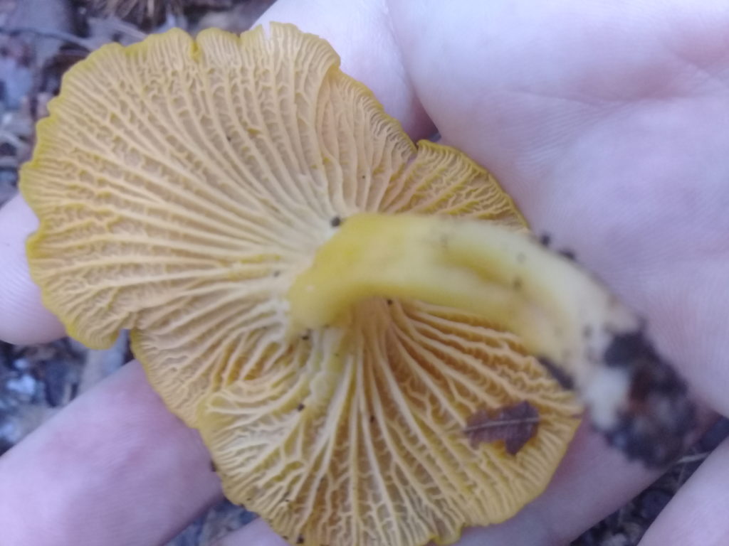 New chanterelle species found in the Dandenongs! - Updated!