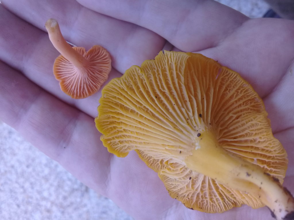 New chanterelle species found in the Dandenongs! - Updated!